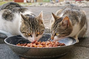 Quelles croquettes pour chat choisir ? Quelles croquettes pour chat choisir ?